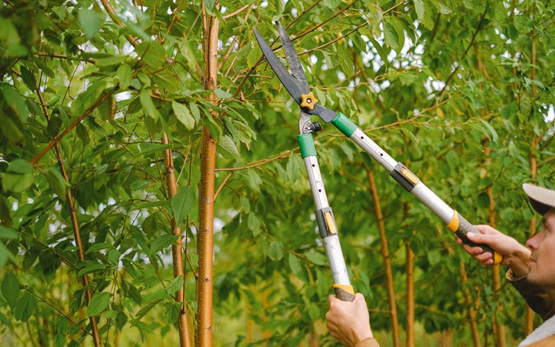 Tree trimming in Musselshell, MT
